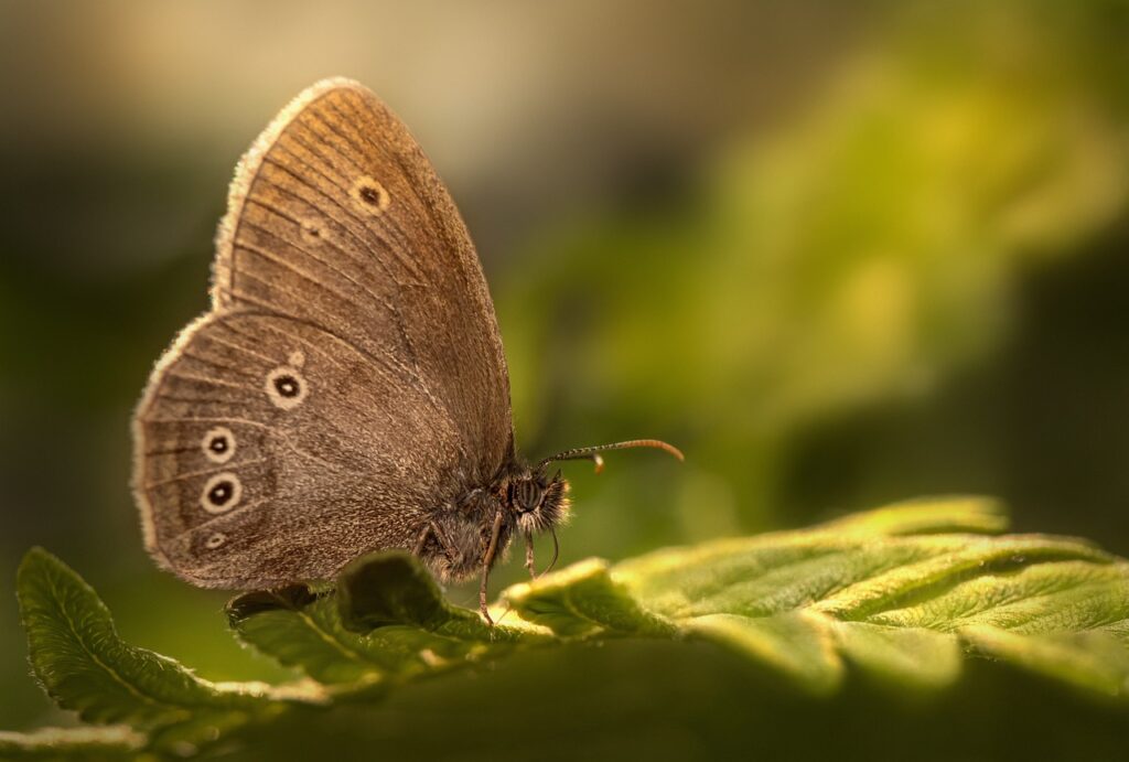 chestnut heath, butterfly, insect-6370080.jpg