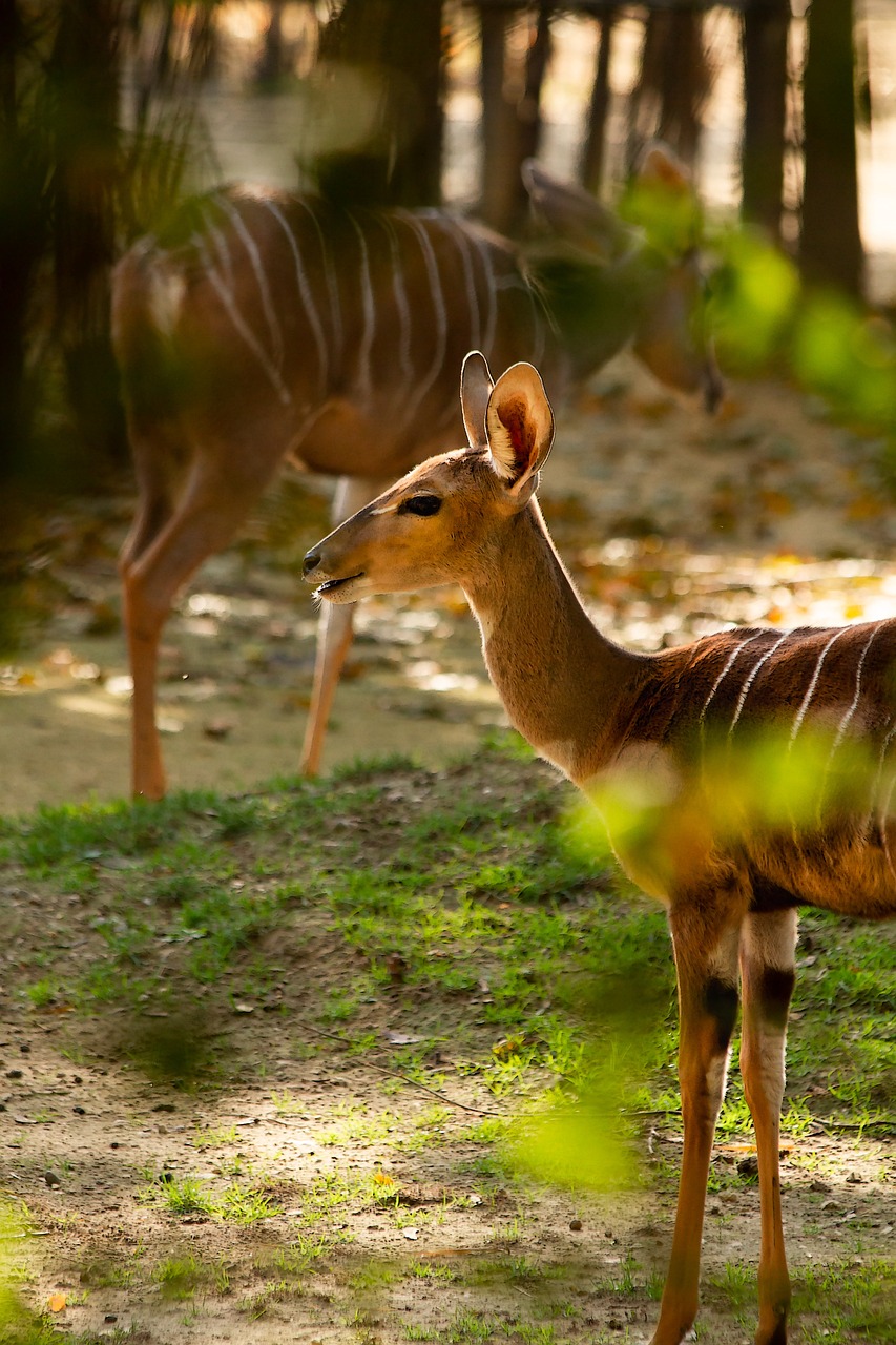 nyala, forest, wildlife-3756141.jpg