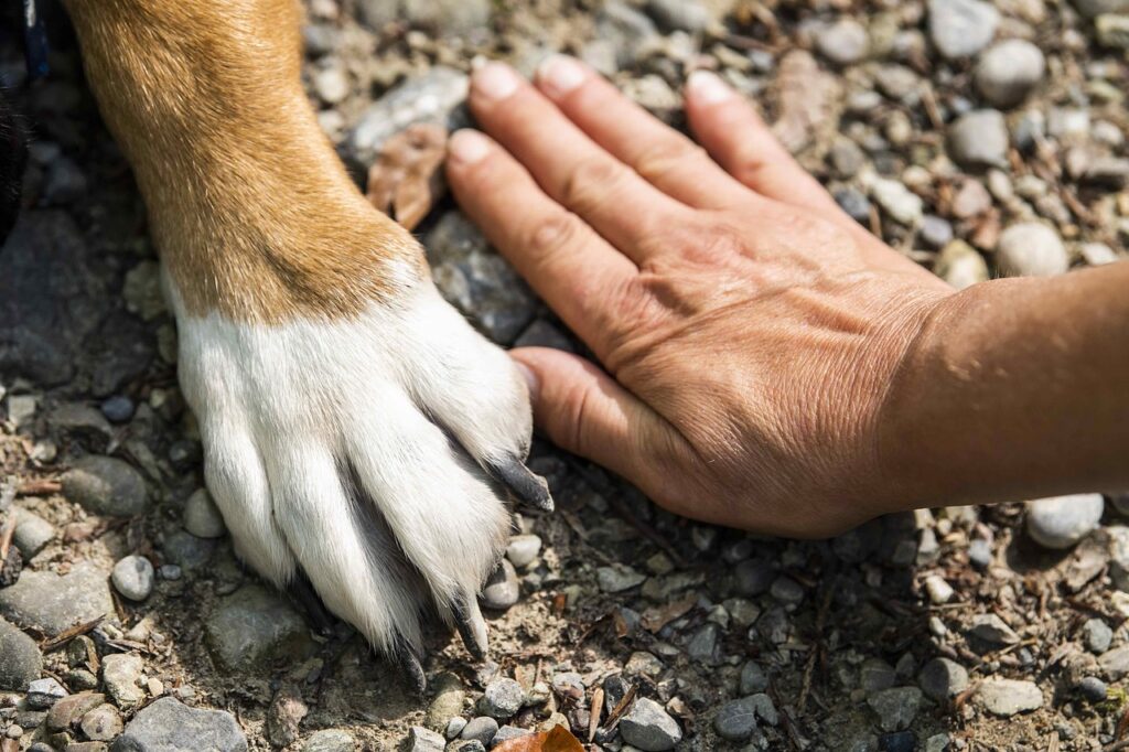 paw, dog, hand-7231300.jpg