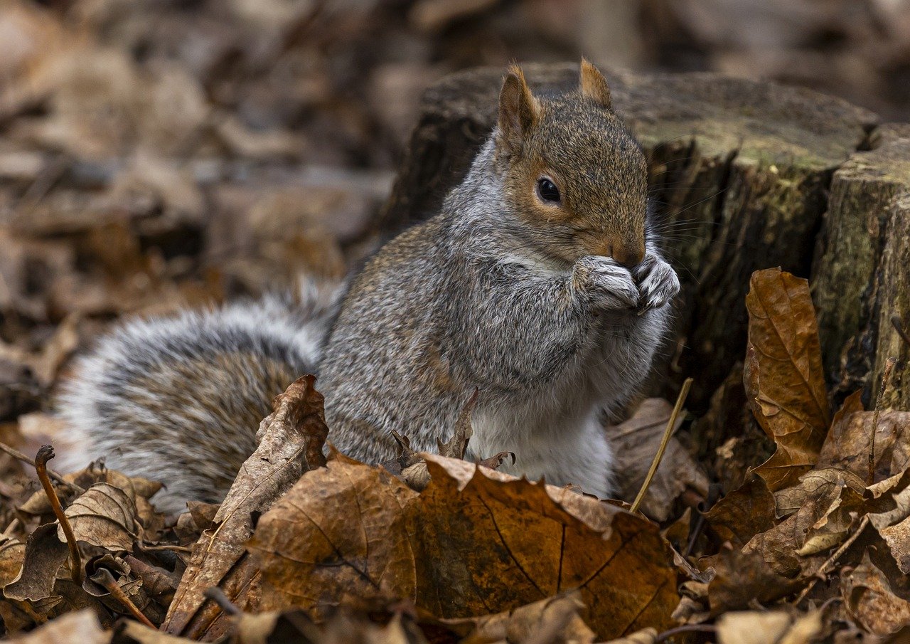 squirrel, animal, nature-8592682.jpg